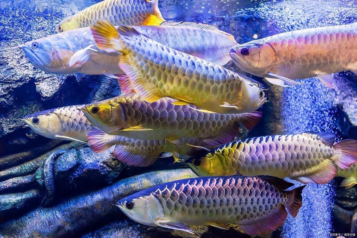 龍魚招財(cái)有沒有科學(xué)依據(jù)？ 龍魚招財(cái)有沒有科學(xué)依據(jù)？ 龍魚百科 第1張