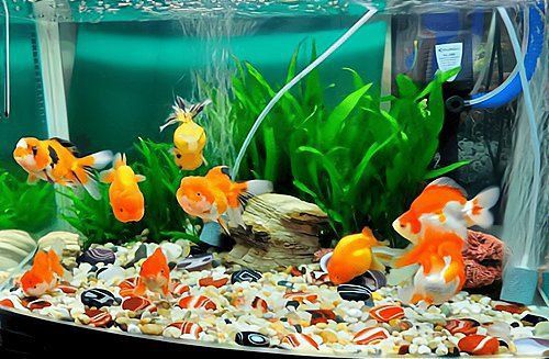 龍魚招財(cái)有沒有科學(xué)依據(jù)？ 龍魚招財(cái)有沒有科學(xué)依據(jù)？ 龍魚百科 第5張