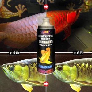 龍魚能用消化細菌嗎（龍魚可以使用硝化細菌嗎硝化細菌對魚類健康有益嗎）