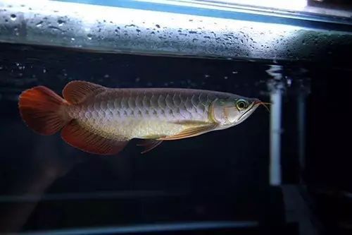 龍魚能用消化細菌嗎（龍魚可以使用硝化細菌嗎硝化細菌對魚類健康有益嗎）