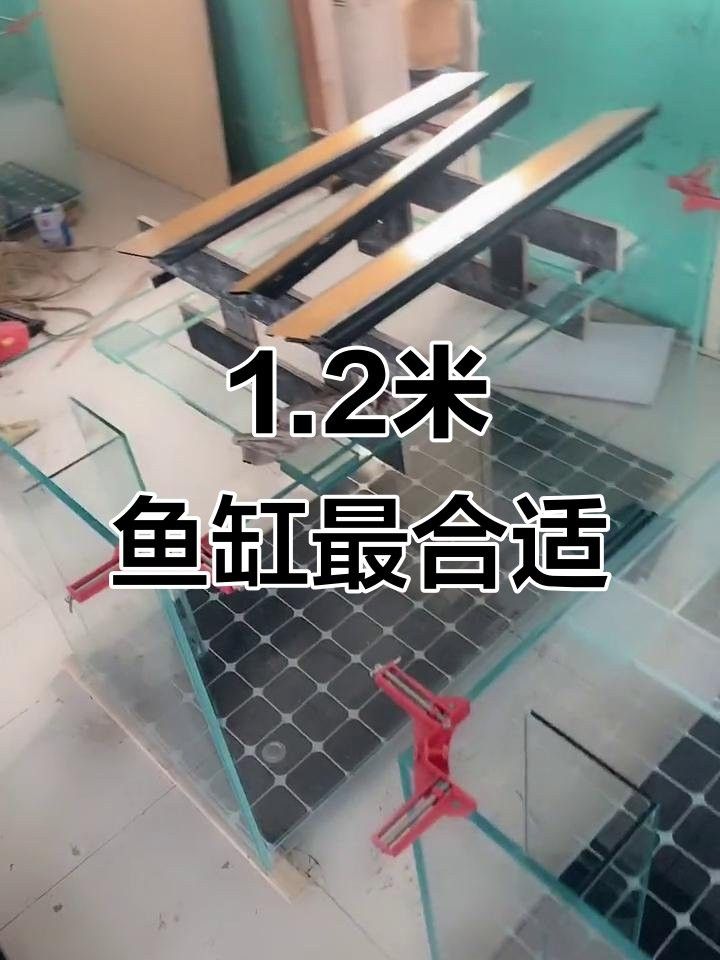 深圳一米龍魚工作室怎么樣啊