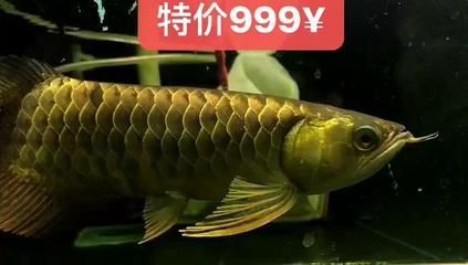 龍魚翻過來了祥龍漁場：祥龍漁場的龍魚養殖方法祥龍漁場龍魚繁殖季節管理要點