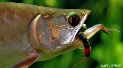 銀龍魚哪種好（銀龍魚養殖需要掌握正確的養殖方法，讓銀龍魚健康成長）