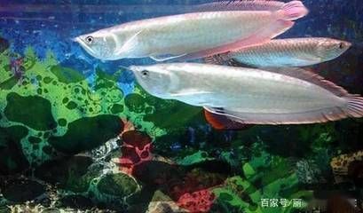 銀龍魚哪種好（銀龍魚養殖需要掌握正確的養殖方法，讓銀龍魚健康成長）