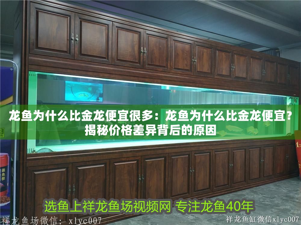 龍魚為什么比金龍便宜很多：龍魚為什么比金龍便宜？揭秘價格差異背后的原因 龍魚為什么比金龍便宜很多：龍魚為什么比金龍便宜？揭秘價格差異背后的原因 龍魚百科 第1張