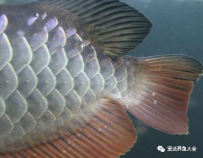 龍魚白點病是怎么造成的：龍魚白點病是怎么造成的呢？