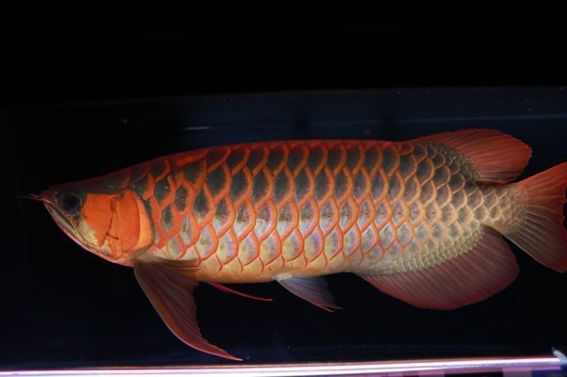 金龍魚缸寬度多少合適養