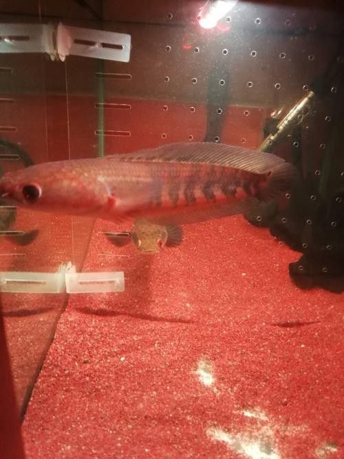 紅帝王雷龍魚怎么區分真假圖解