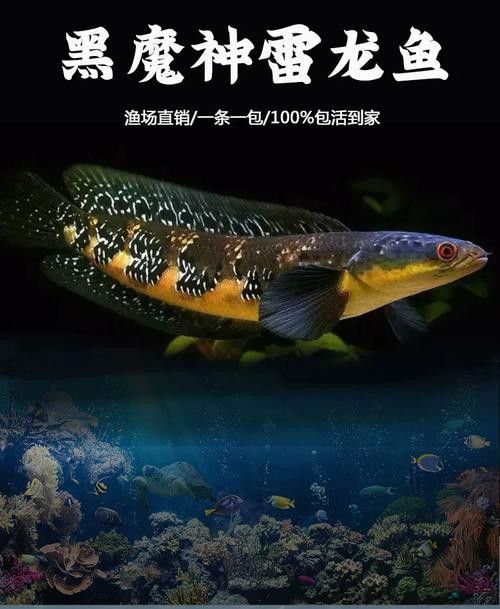 紅帝王雷龍魚怎么區分真假圖解