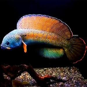 紅帝王雷龍魚怎么區分真假圖解
