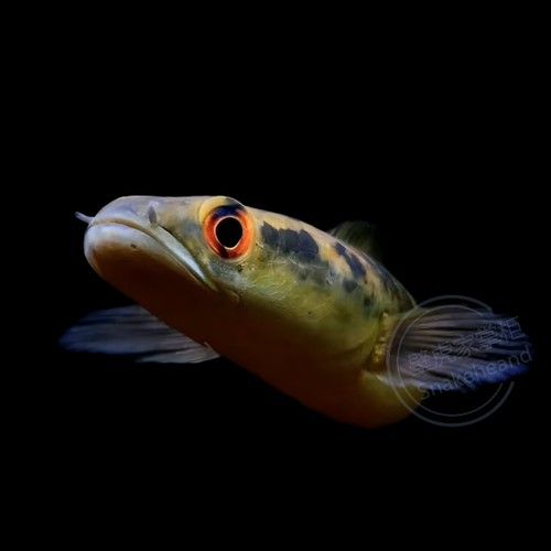 紅帝王雷龍魚怎么區分真假圖解