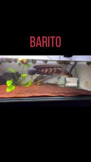 紅帝王雷龍魚怎么區分真假圖解