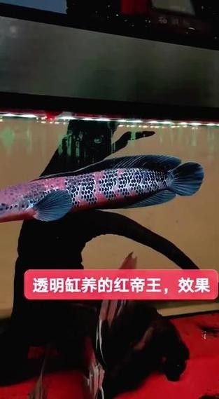 紅帝王雷龍魚怎么區分真假圖解