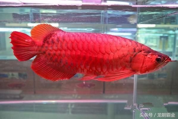 史上最貴的龍魚是多少錢一條,一條最貴的龍魚價值幾何 龍魚百科 第3張 史上最貴的龍魚是多少錢一條,一條最貴的龍魚價值幾何 史上最貴的龍魚是多少錢一條,一條最貴的龍魚價值幾何 龍魚百科 第3張