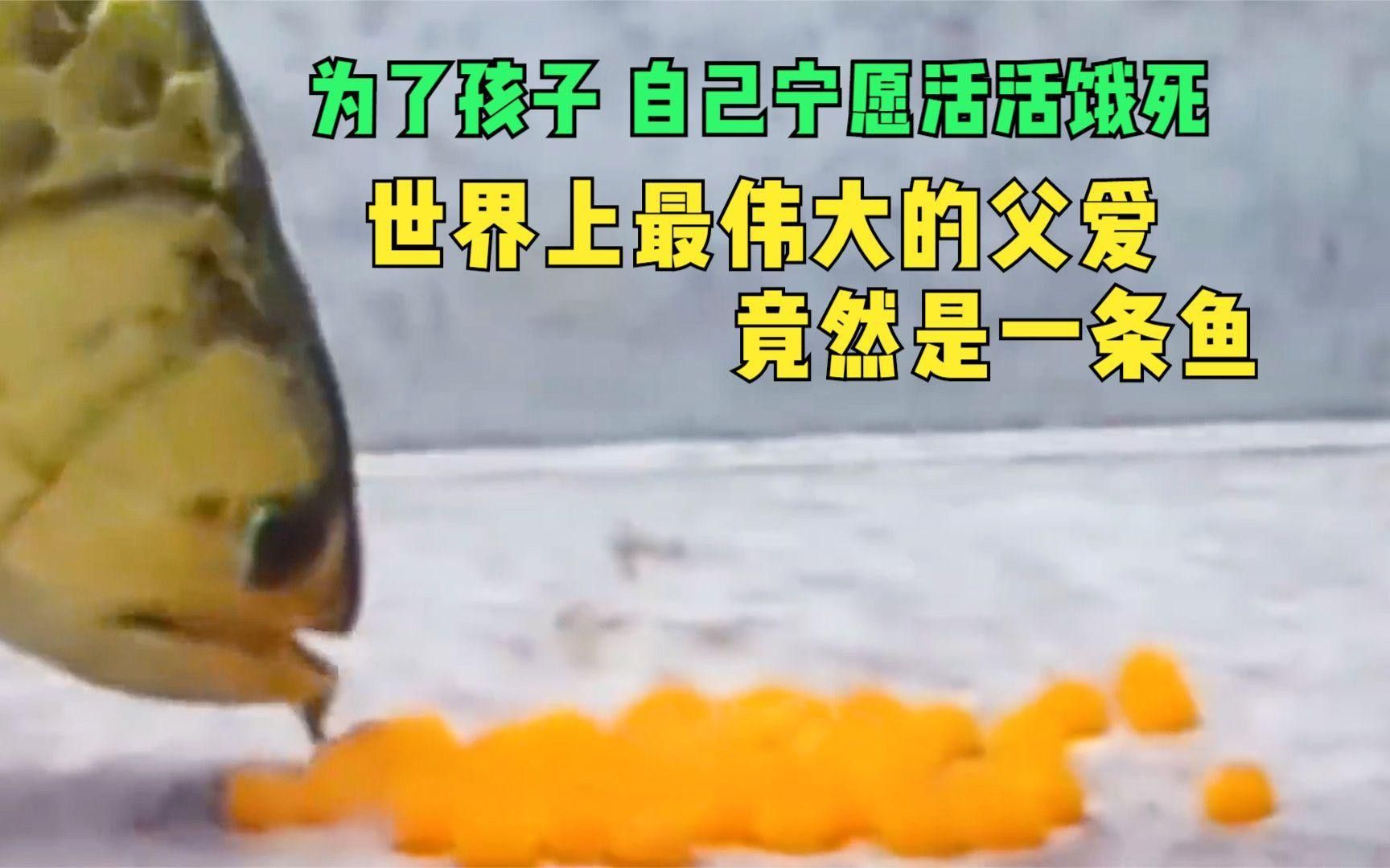 有沒有更多關于金龍魚的紀錄片？