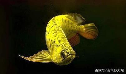 喜歡龍魚的人越來越多了，為什么喜歡龍魚的人越來越多了：為什么喜歡龍魚的人越來越多
