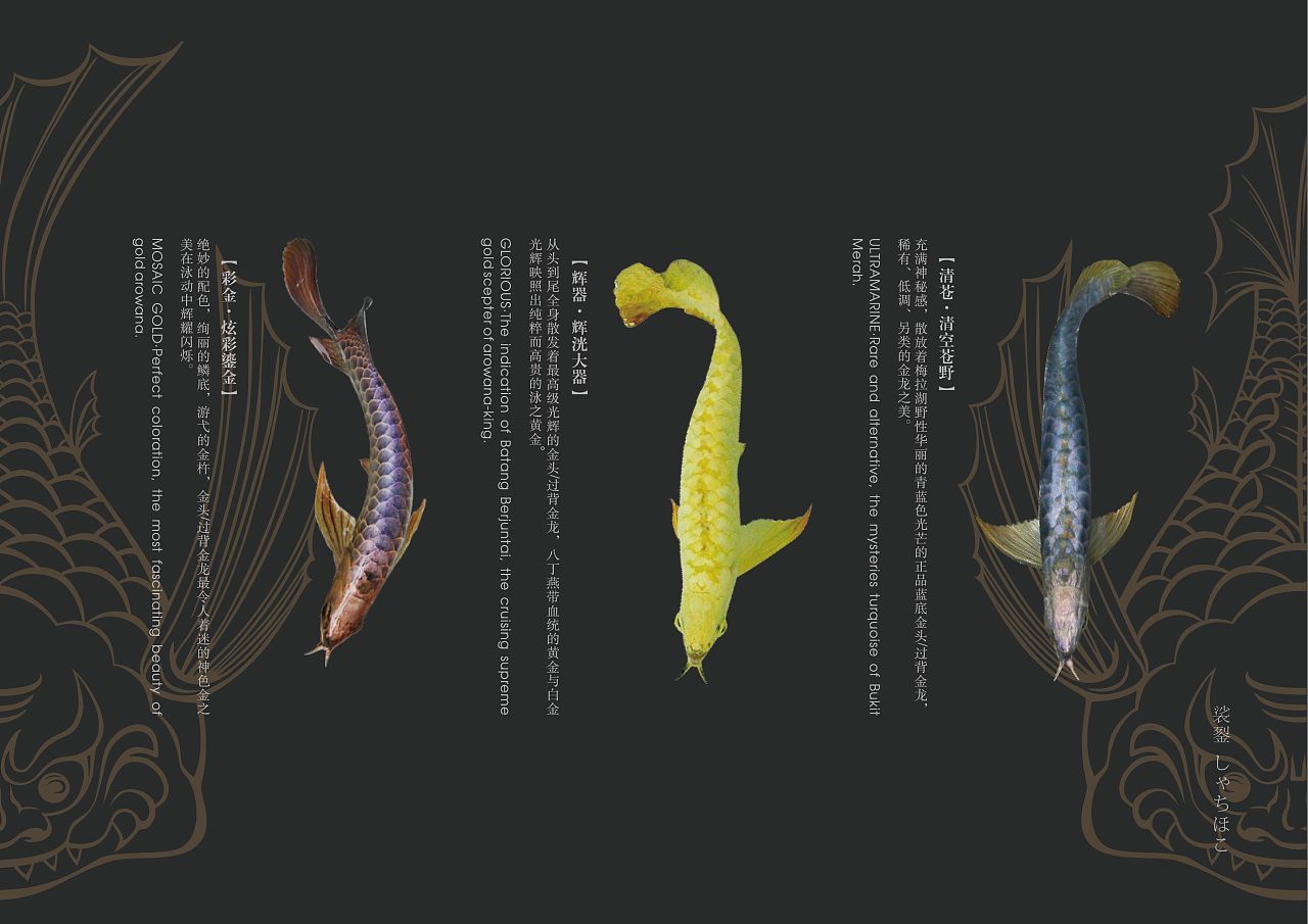 龍魚品牌策劃：關(guān)于龍魚品牌策劃的詳情 龍魚品牌策劃：關(guān)于龍魚品牌策劃的詳情 龍魚百科 第3張