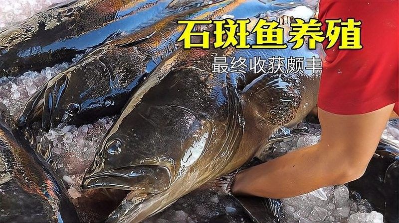 龍躉魚(yú)淡水養(yǎng)殖周期是多久？ 龍躉魚(yú)淡水養(yǎng)殖周期是多久？ 龍魚(yú)百科 第2張