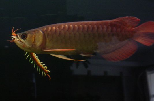 龍魚不吃食肚子鼓鼓的怎么辦：龍魚拒食怎么辦？ 龍魚不吃食肚子鼓鼓的怎么辦：龍魚拒食怎么辦？ 龍魚百科 第1張