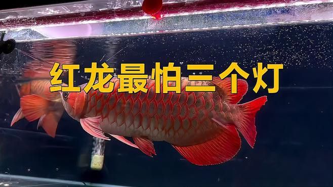 紅龍魚(yú)適應(yīng)紅燈照射后會(huì)有哪些表現(xiàn)？ 紅龍魚(yú)適應(yīng)紅燈照射后會(huì)有哪些表現(xiàn)？ 龍魚(yú)百科 第1張