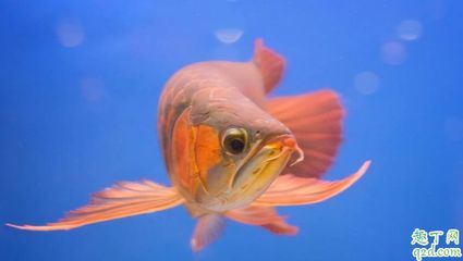 龍魚掉眼怎么恢復快一點：龍魚掉眼怎么辦