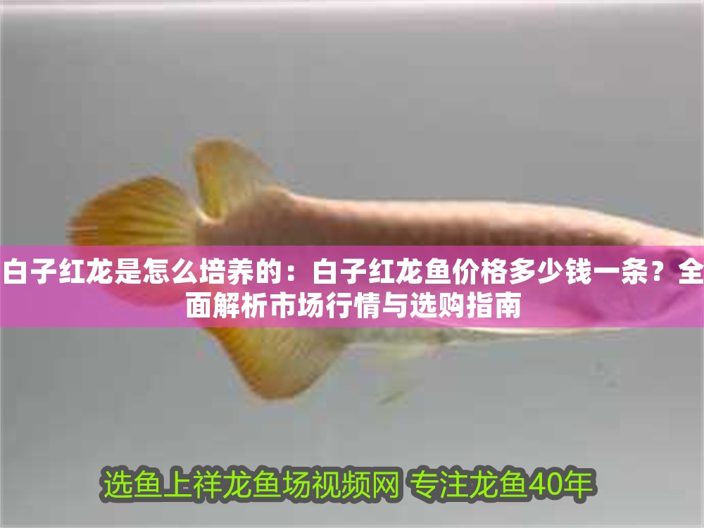 白子紅龍是怎么培養(yǎng)的：白子紅龍魚(yú)價(jià)格多少錢(qián)一條？全面解析市場(chǎng)行情與選購(gòu)指南