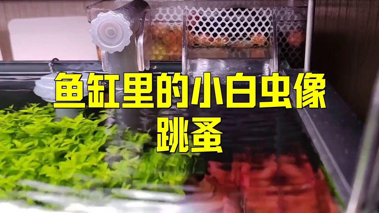 龍魚(yú)缸壁上有小白蟲(chóng)子怎么回事