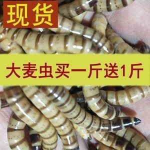 紅龍魚吃大麥蟲可以增色嗎（如何讓紅龍魚發色） 紅龍魚吃大麥蟲可以增色嗎（如何讓紅龍魚發色） 龍魚百科 第4張