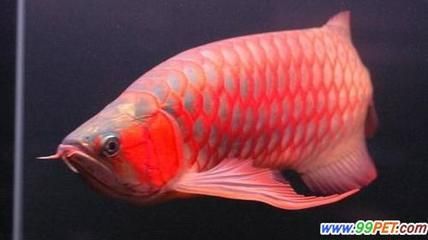 50厘米紅龍魚（50厘米的紅龍魚能活多久？）