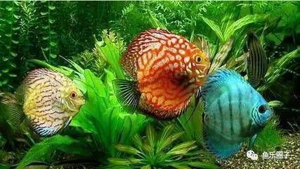 七彩龍魚好養嗎怎么養的：七彩龍魚好養嗎怎么養