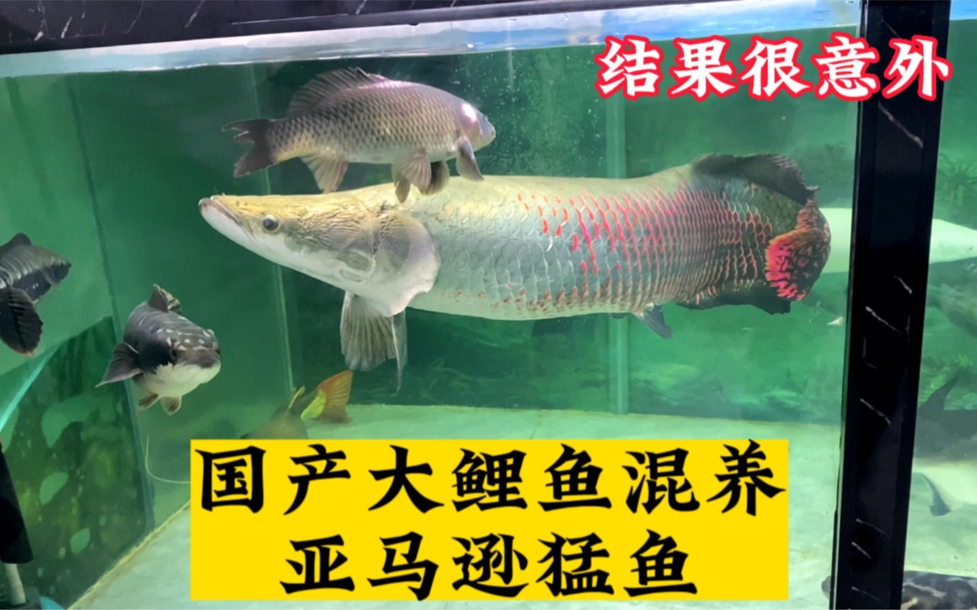 有哪些推薦的龍龍養魚視頻？ 有哪些推薦的龍龍養魚視頻？ 龍魚百科 第2張