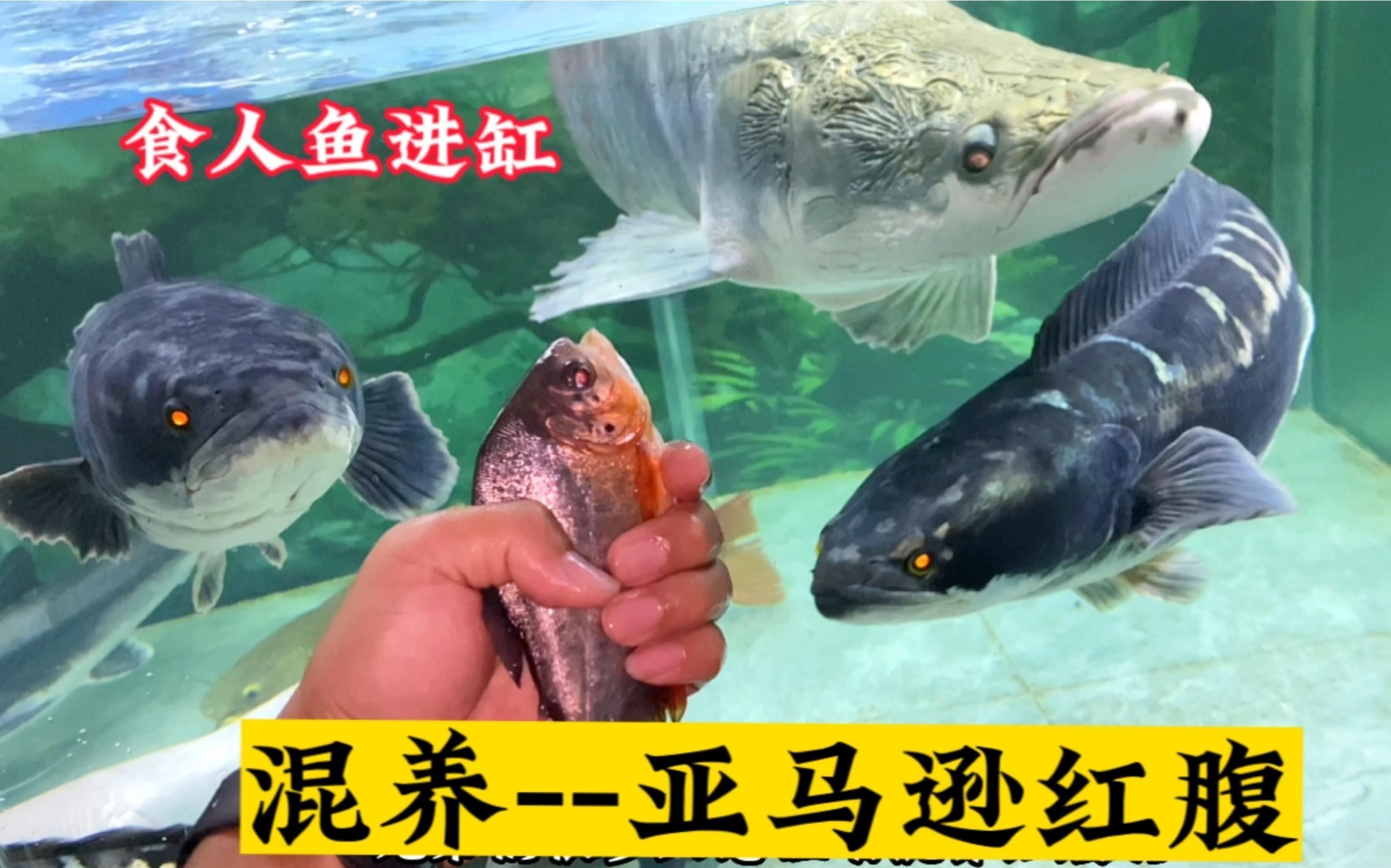 有哪些推薦的龍龍養魚視頻？ 有哪些推薦的龍龍養魚視頻？ 龍魚百科 第3張