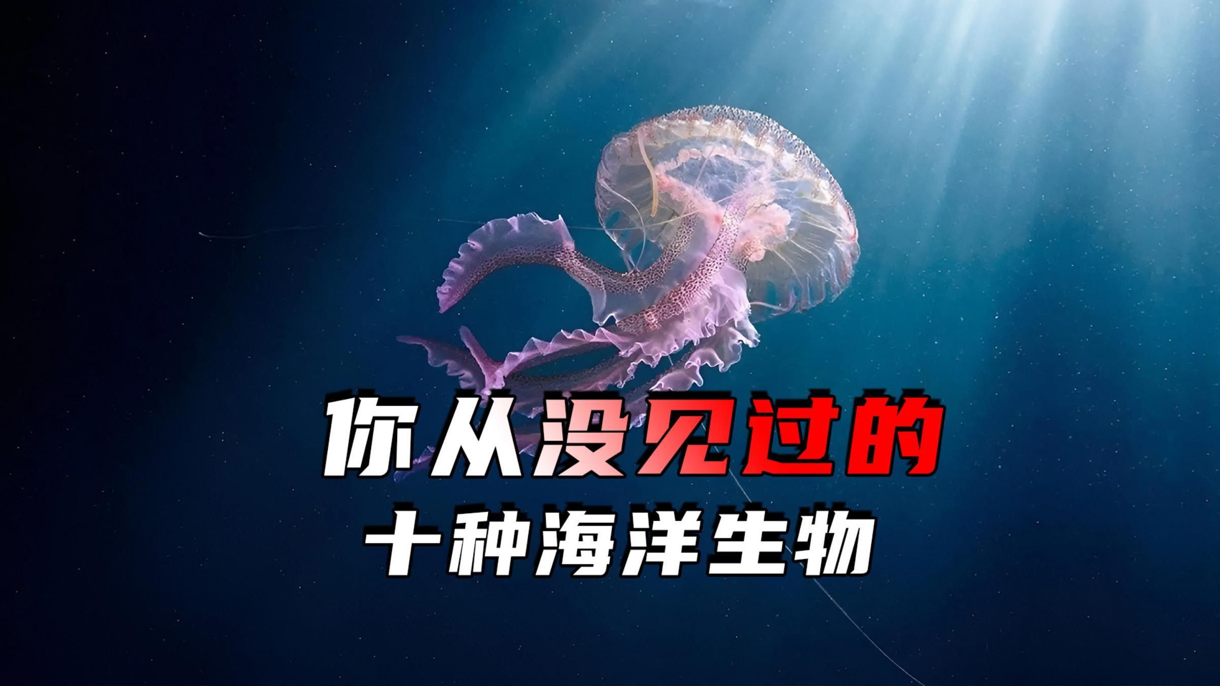能再詳細(xì)介紹幾種海洋不明生物嗎？ 能再詳細(xì)介紹幾種海洋不明生物嗎？ 龍魚百科 第4張