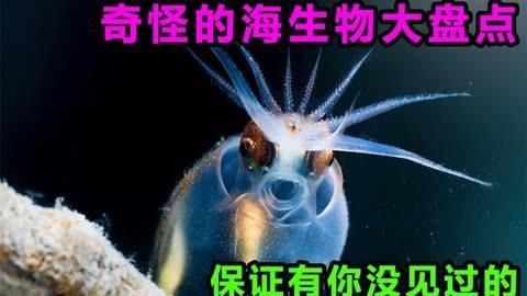 能再詳細(xì)介紹幾種海洋不明生物嗎？ 能再詳細(xì)介紹幾種海洋不明生物嗎？ 龍魚百科 第2張