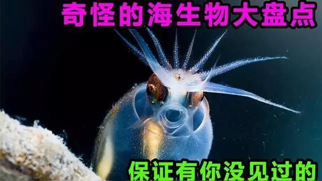 能再詳細(xì)介紹幾種海洋不明生物嗎？ 能再詳細(xì)介紹幾種海洋不明生物嗎？ 龍魚百科 第3張