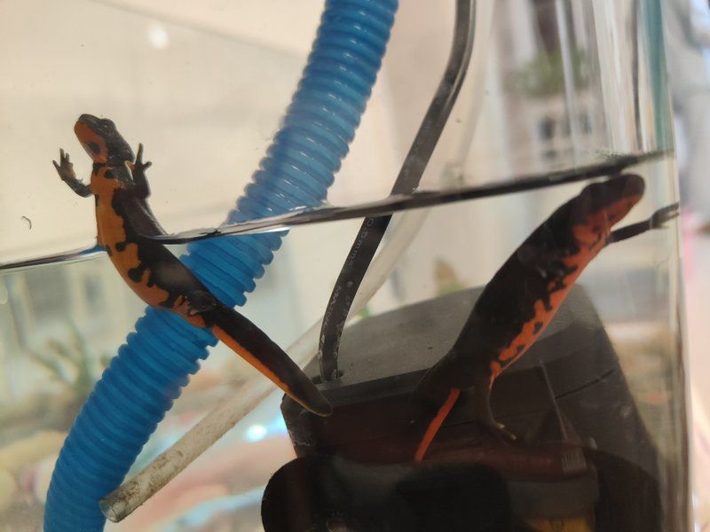 小火龍多久換一次水？ 小火龍多久換一次水？ 龍魚百科 第4張