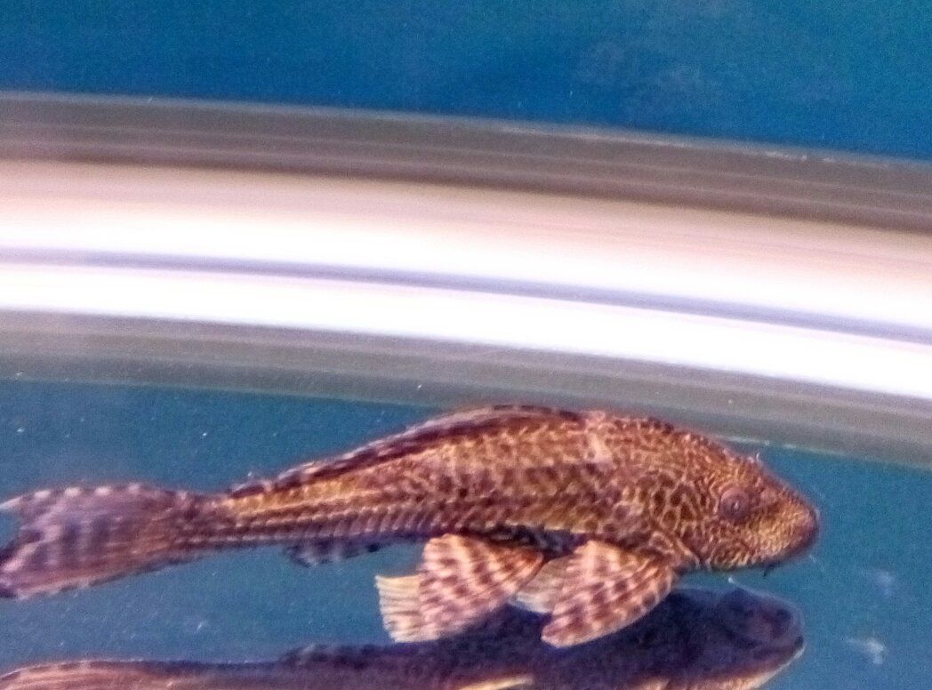 龍魚個別魚鱗發黑：龍魚鱗片發黑怎么辦