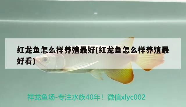紅龍魚怎么樣養最好看（紅龍魚對水質的要求較高，紅龍魚的飼養需要注意一些細節）