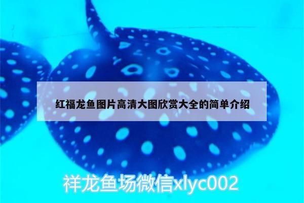 白子銀龍魚和黃化銀龍魚區(qū)別在哪（白子銀龍魚和黃化銀龍魚之間的區(qū)別在于顏色和基因特性）