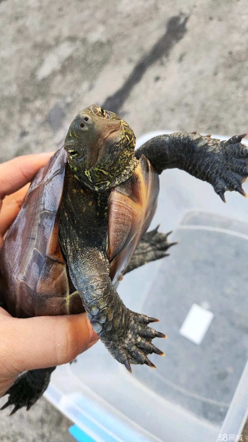 長春龍魚上門回收電話號碼查詢地址 長春龍魚上門回收電話號碼查詢地址 龍魚百科 第2張