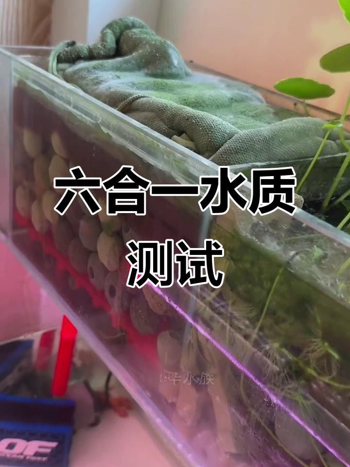如何測試金龍魚缸中的pH值？