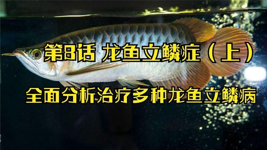 龍魚立鱗病有哪些癥狀？