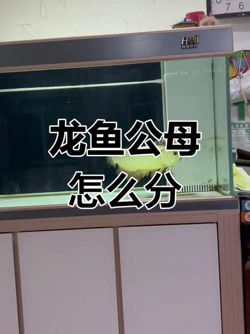龍魚如何看公母圖解