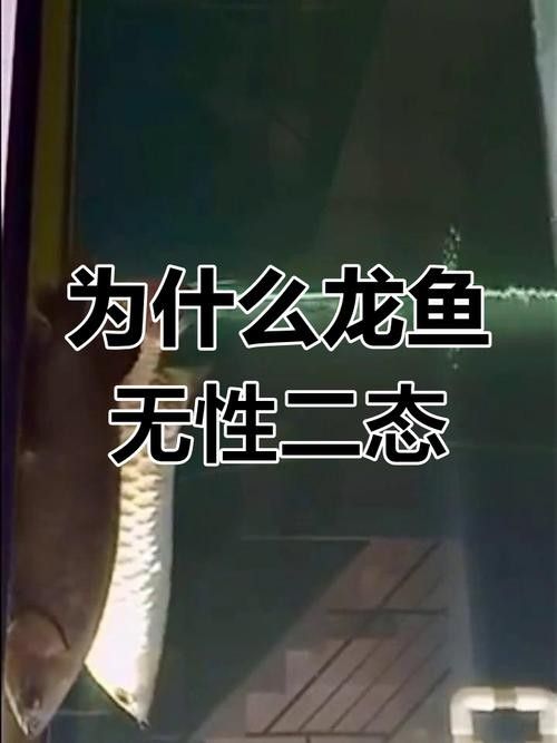 龍魚如何看公母圖解