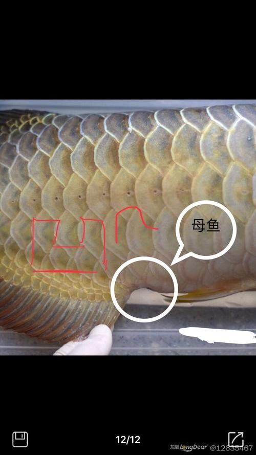 龍魚如何看公母圖解