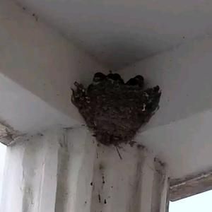 龍魚拉白色透明長條粑粑：龍魚拉白色透明長條狀粑粑可能是由幾種原因引起 龍魚拉白色透明長條粑粑：龍魚拉白色透明長條狀粑粑可能是由幾種原因引起 龍魚百科 第1張