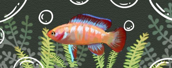 龍魚怎么變色了呢圖片大全：龍魚變色期水質控制技巧龍魚變色期水質控制技巧