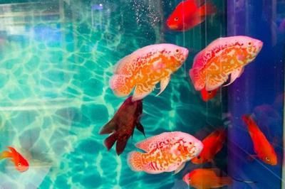 龍魚怎么變色了呢圖片大全：龍魚變色期水質控制技巧龍魚變色期水質控制技巧