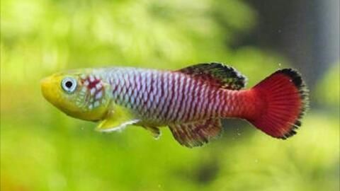 龍魚怎么變色了呢圖片大全：龍魚變色期水質控制技巧龍魚變色期水質控制技巧