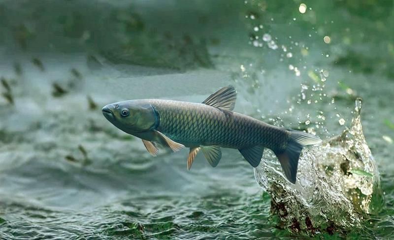 魚(yú)飼料成分對(duì)比分析 魚(yú)飼料成分對(duì)比分析 龍魚(yú)百科 第3張